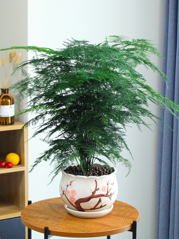 長沙花卉租擺——綠植租擺-辦公樓擺花-文竹清香木散發香味臥室桌面凈化空氣小盆栽觀葉驅蚊植物盆景